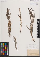 Foto von Salix eleagnos Scop.